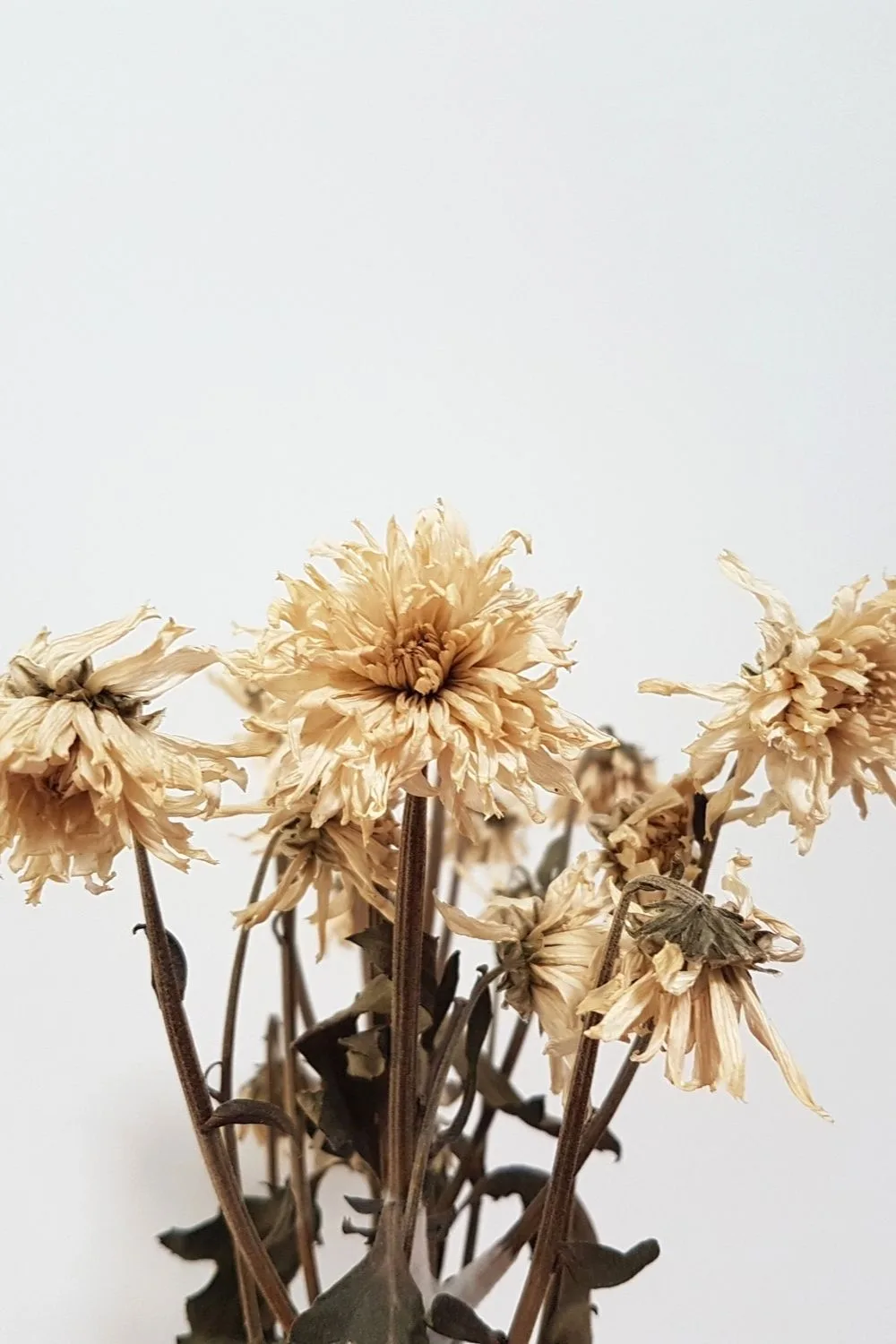 dead-flowers