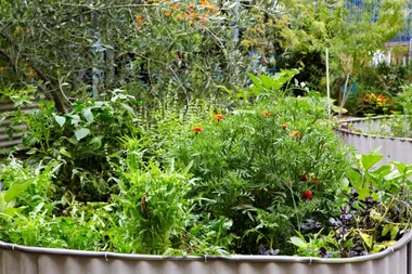 Everything you need to know about companion planting herbs