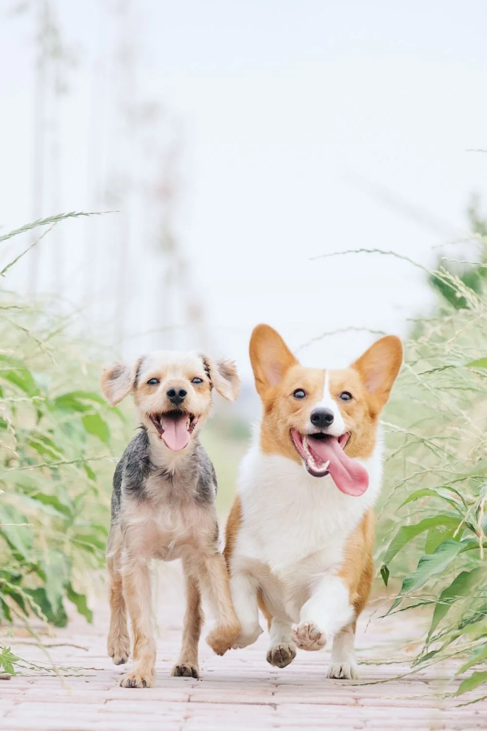 dogs-walking