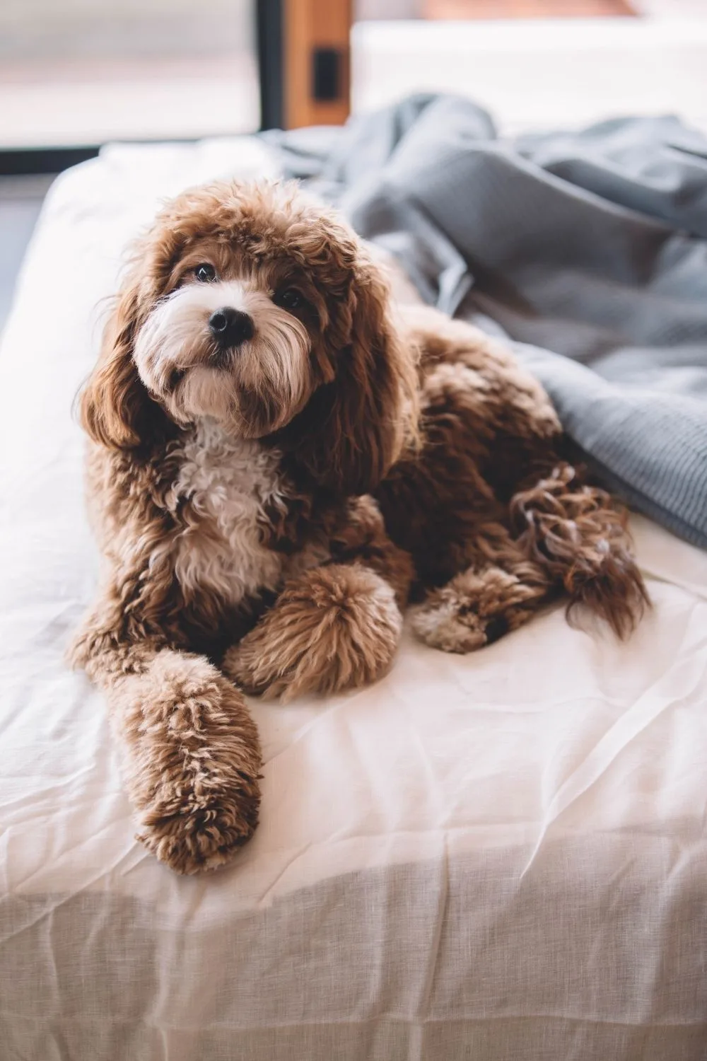 dog-sitting
