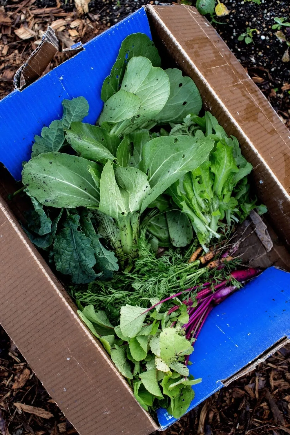 groceries-hamper