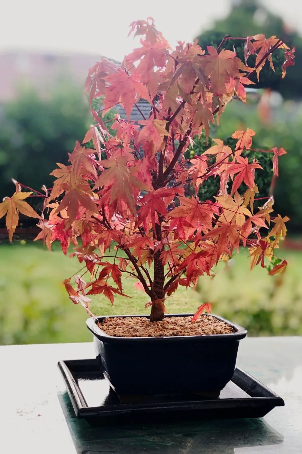 japanese-maple-bonsai