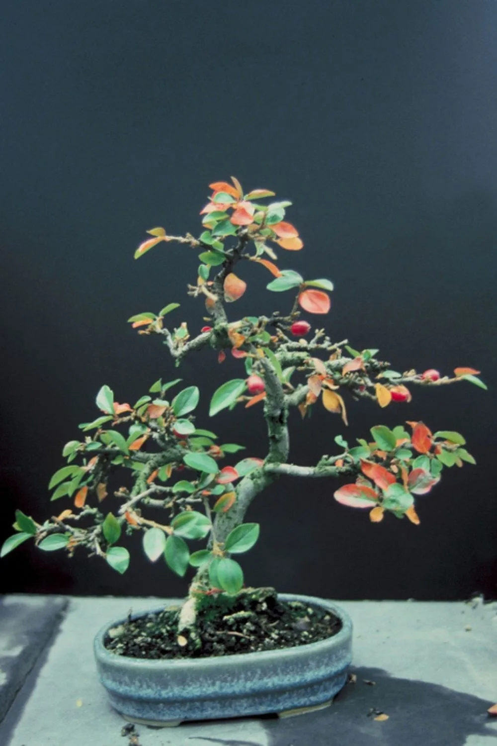 rock-cotoneaster