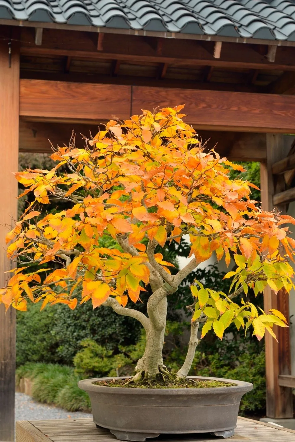 beech-bonsai
