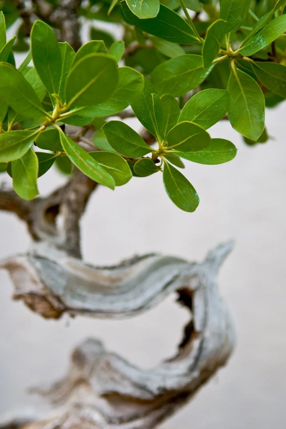 boxwood-bonsai