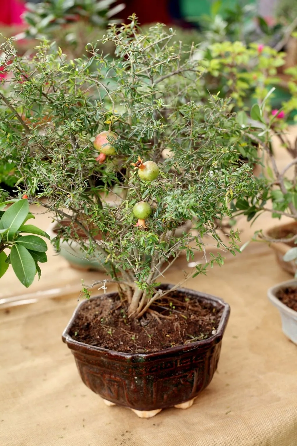 pomegranate-bonsai