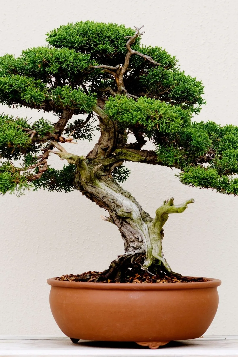 juniper-bonsai