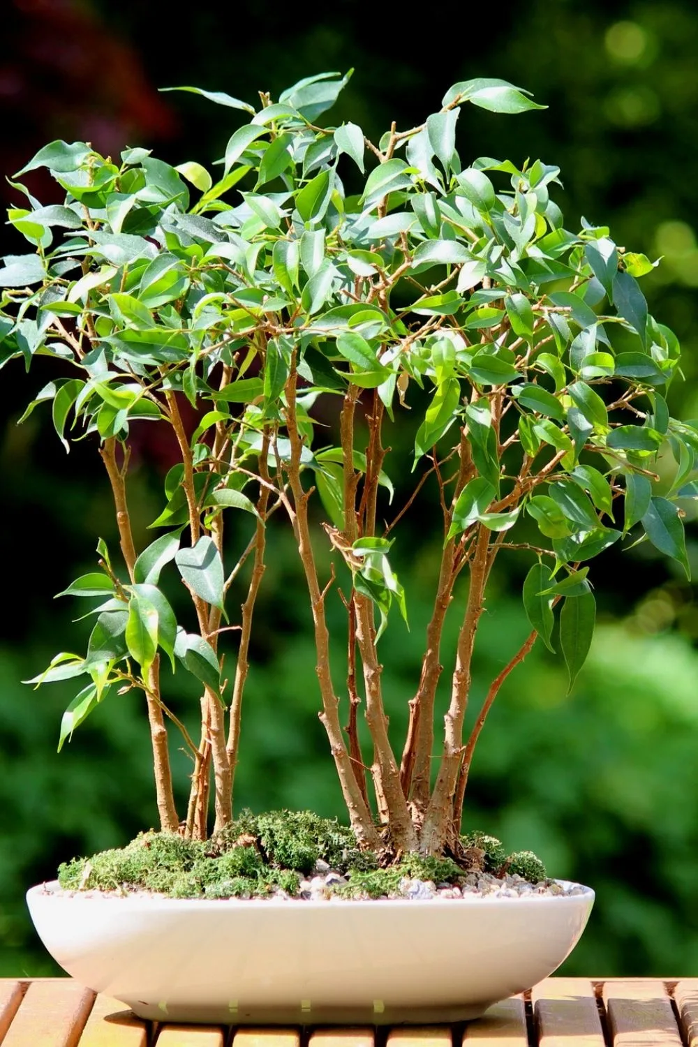 weeping-fig