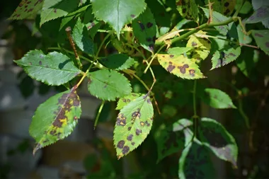 3 common garden fungal problems