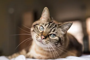 5 common cat behaviours and what they mean