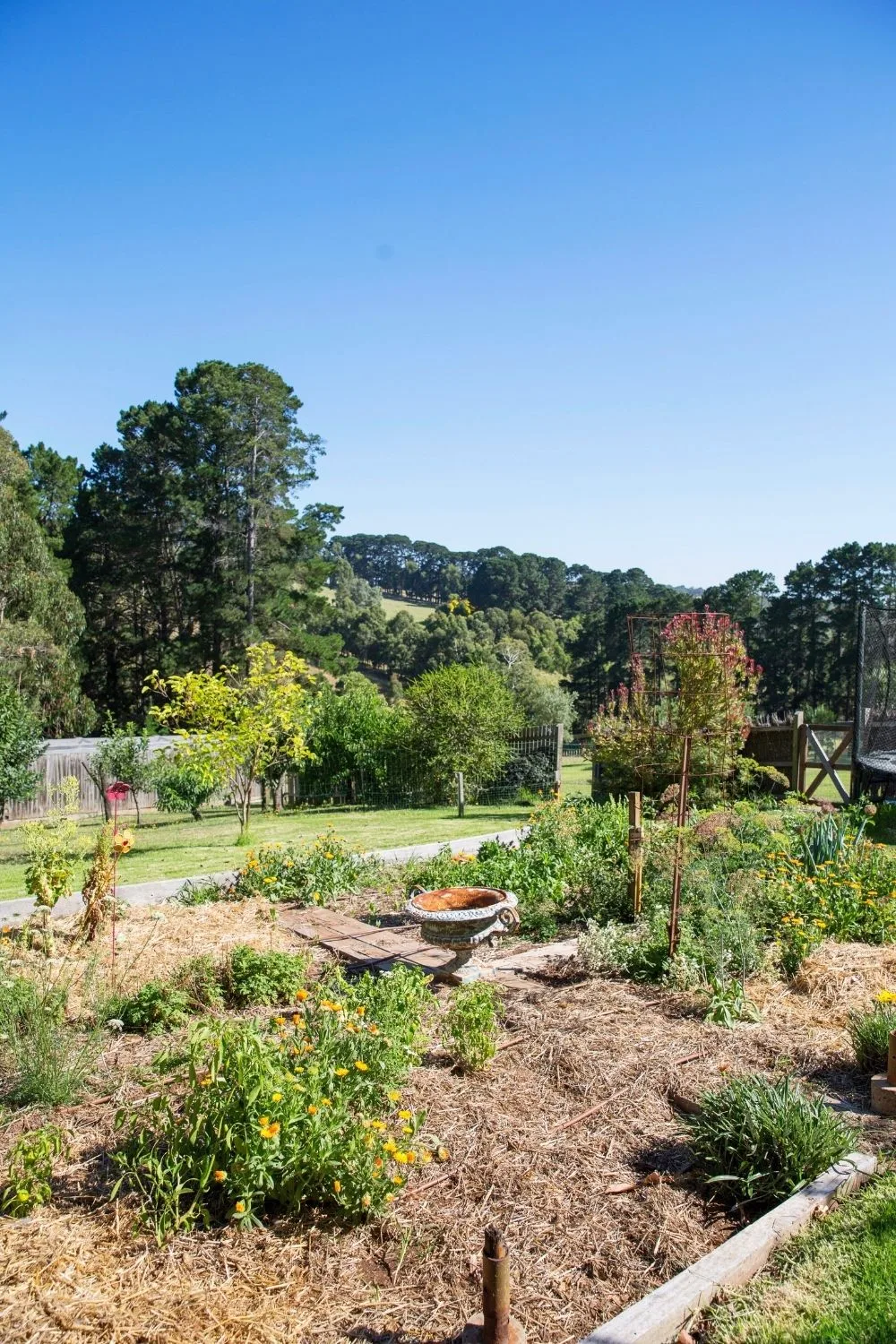 vegetable-garden