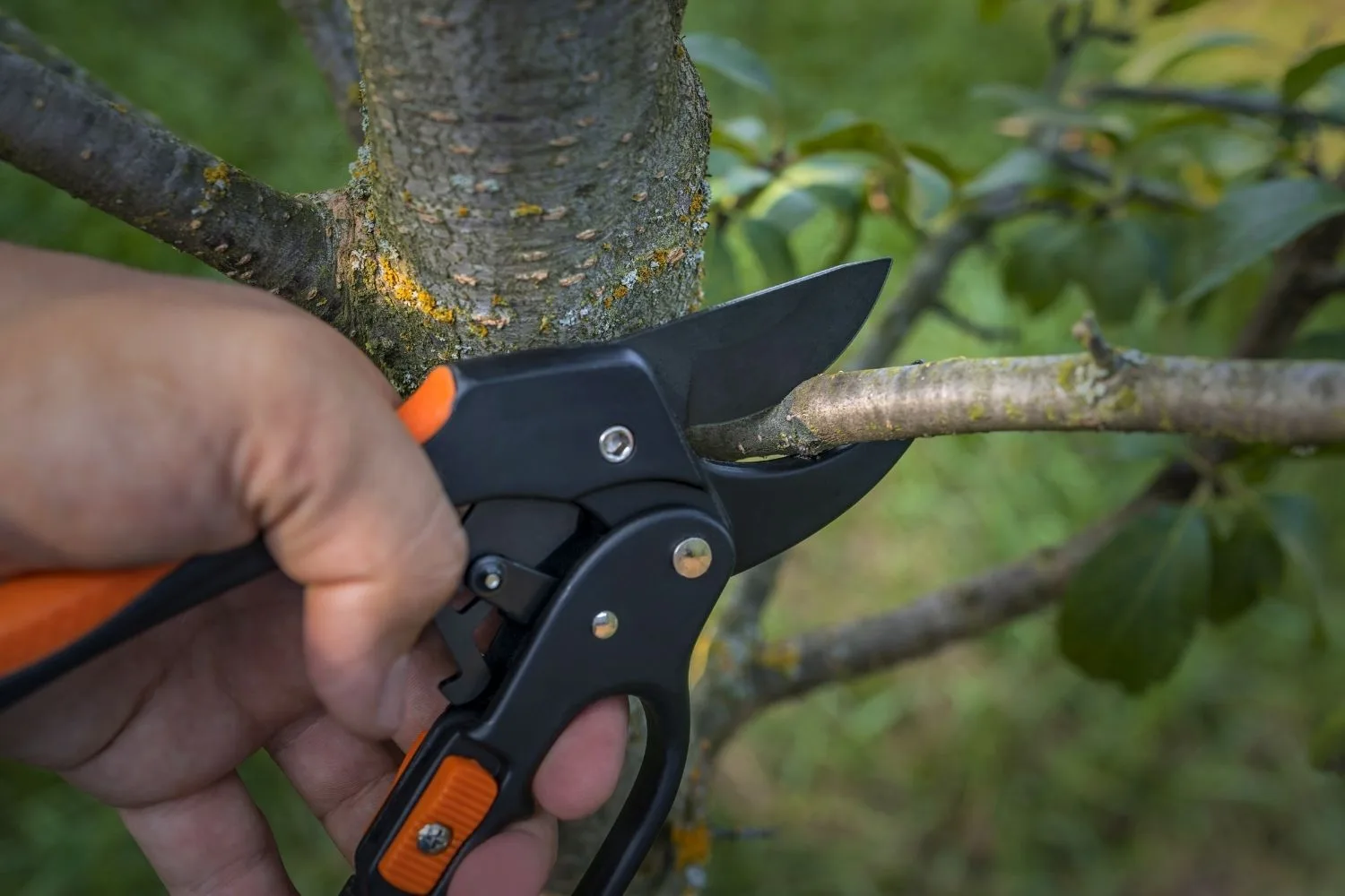 anvil-secateurs