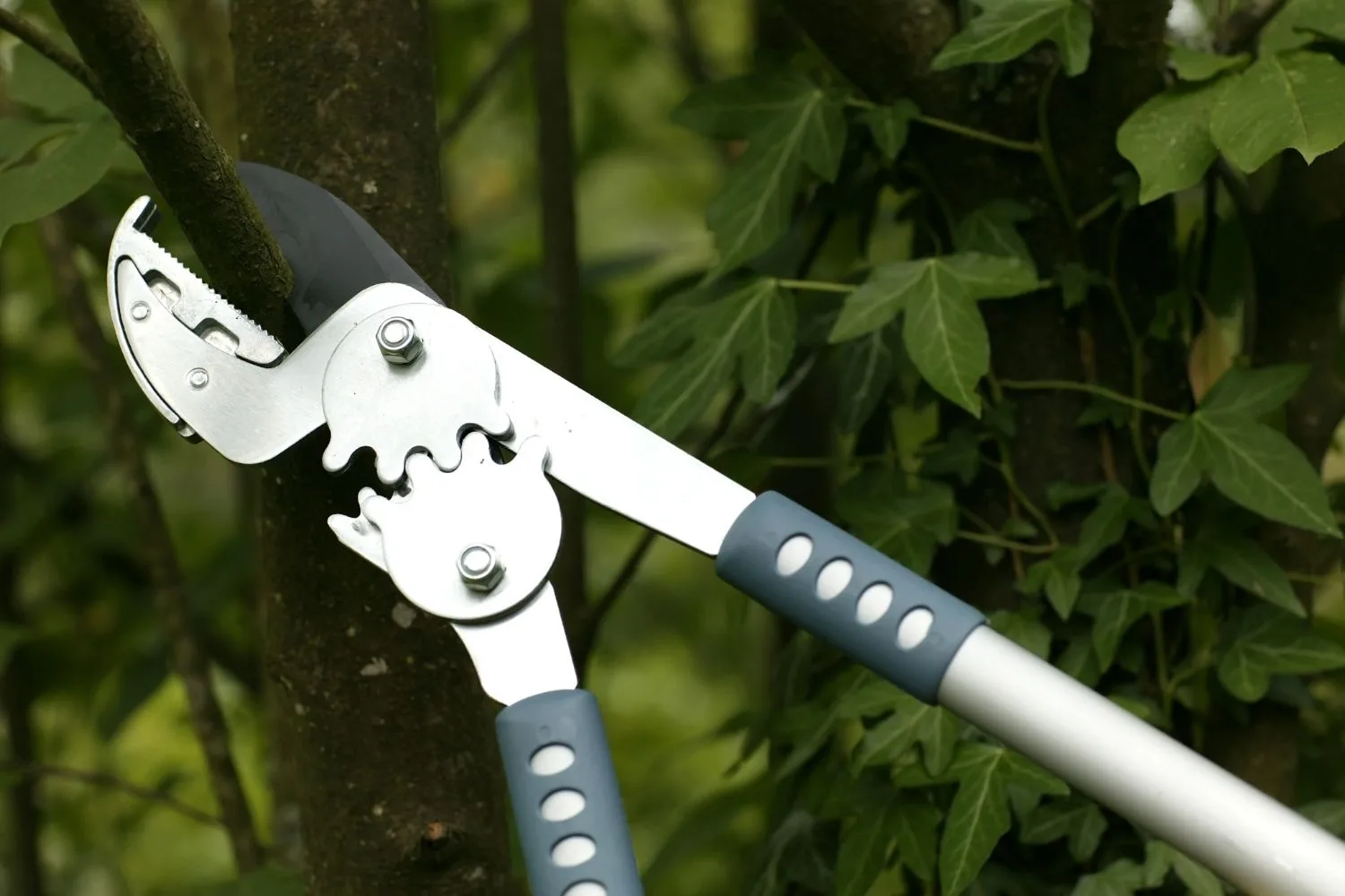 ratchet-pruners