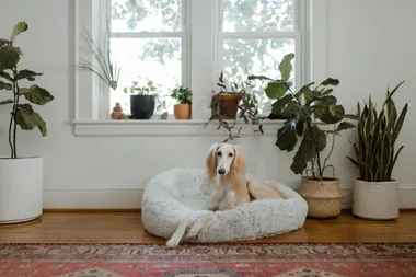 Stylish indoor plants that won’t poison your pets
