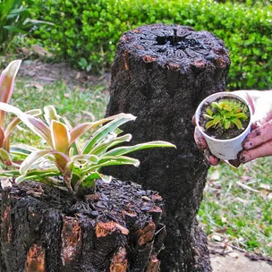 What to do with the trunks of dead trees