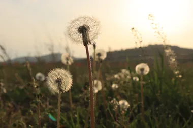 Beat hay fever the natural way this spring
