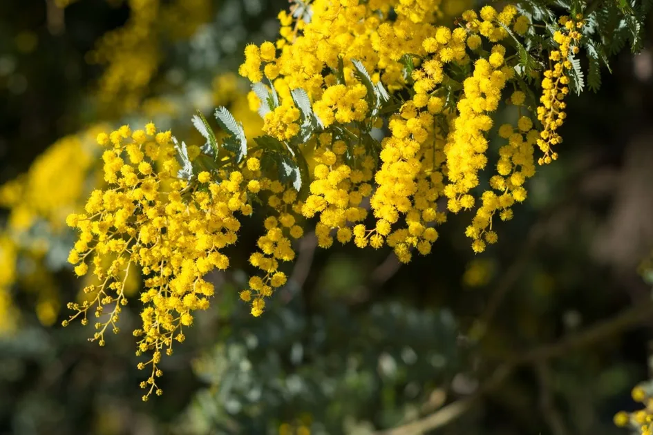 How to grow and care for wattle | Better Homes and Gardens