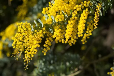 How to grow and care for wattle