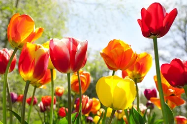How to grow tulips