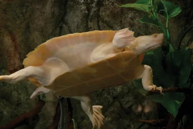 Everything you need to know about pet turtles