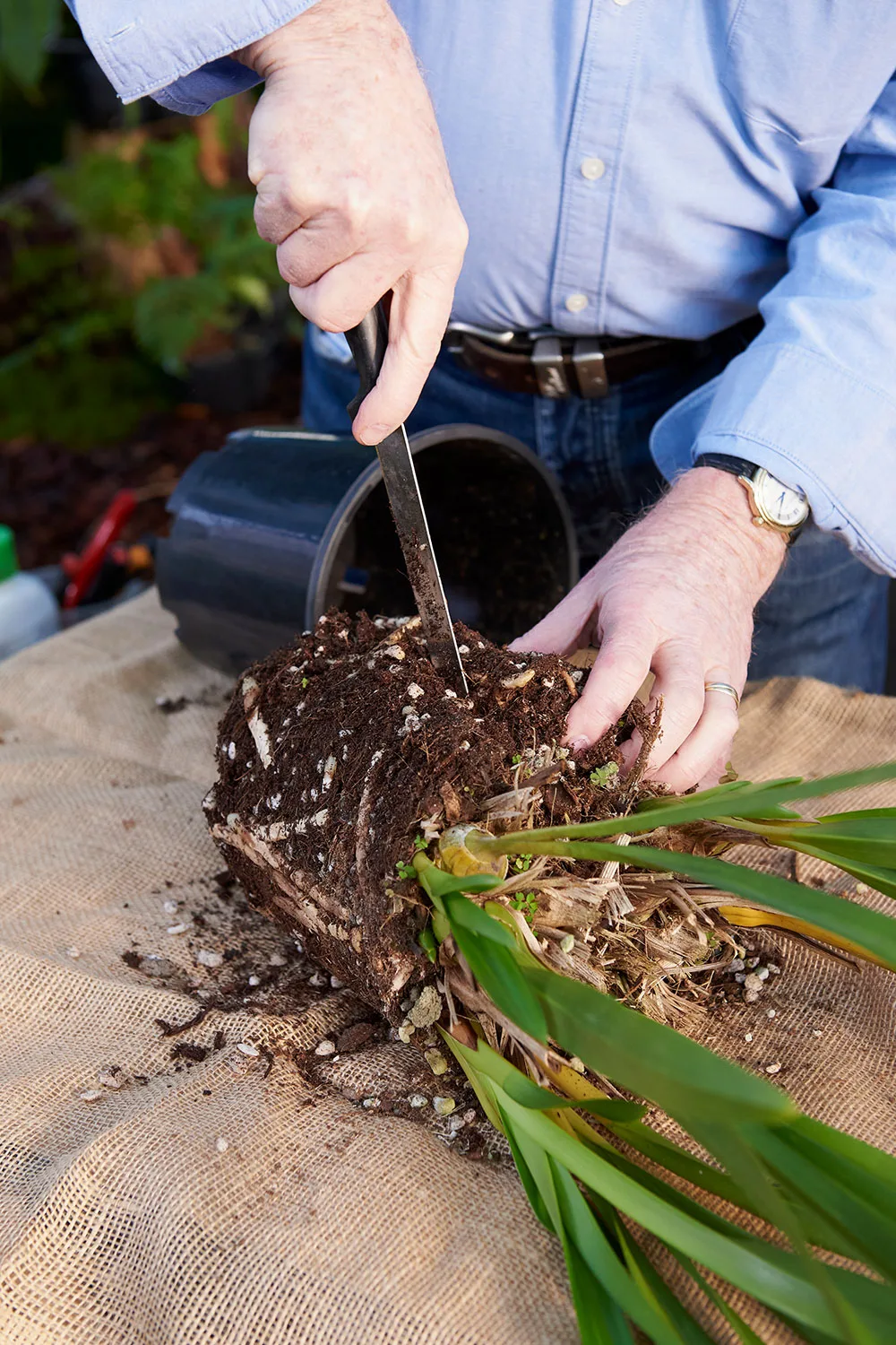 How to divide orchids