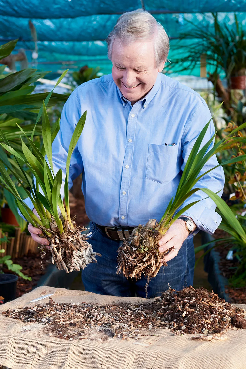 How to divide and repot orchids