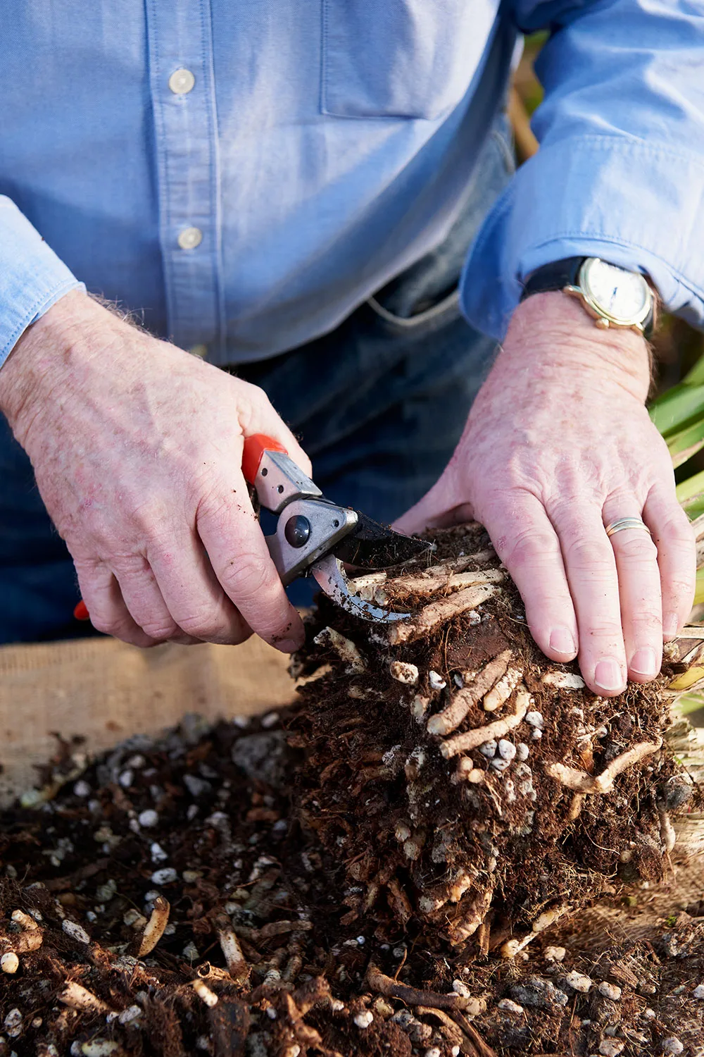 How to divide and repot orchids