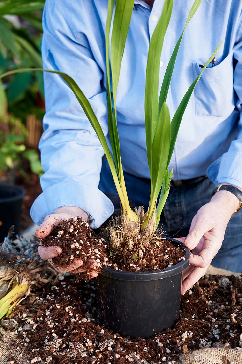 How to divide and repot orchids