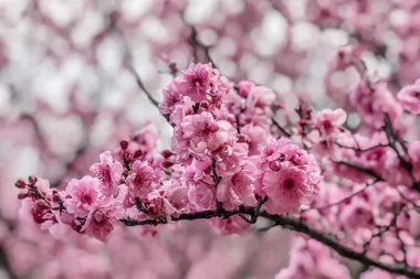 How to grow cherry blossoms