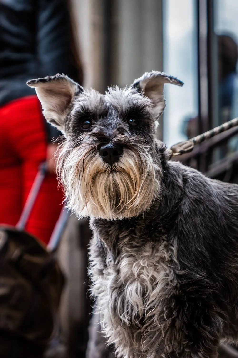 miniature-schnauzer