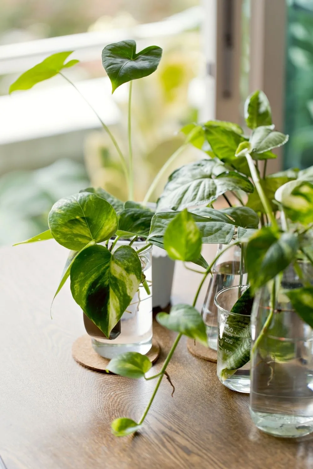 propagating-pothos-plant