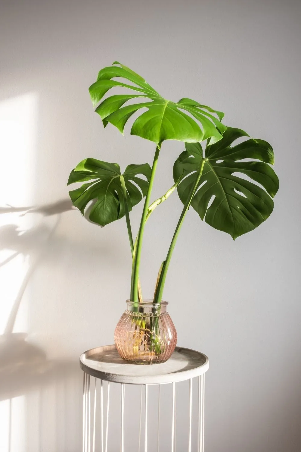 propagate-monstera