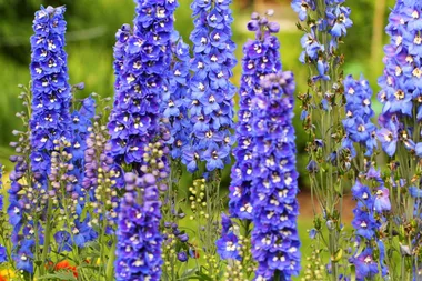 How to grow delphiniums
