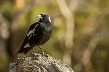 Magpie swooping reports hit more than 4000 for 2025