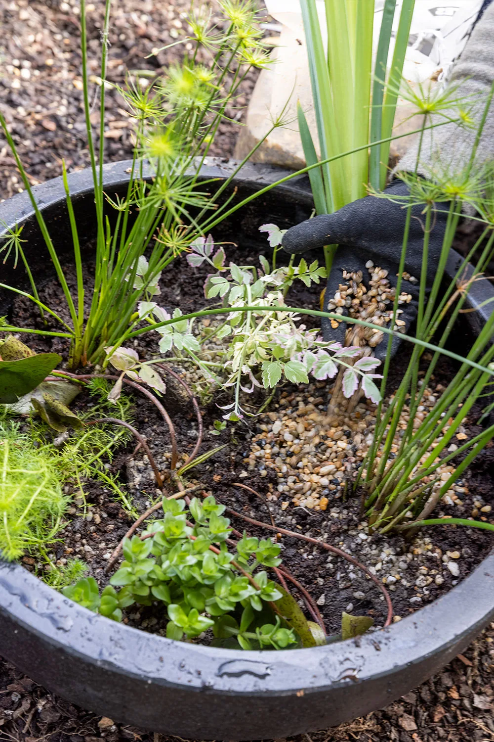 How to make water garden step 4