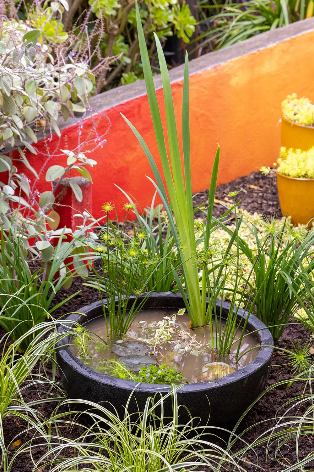 How to make water garden in bowl