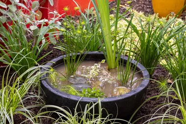 How to make a water garden in a bowl