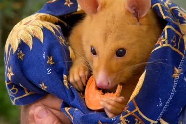 Dr Harry’s amazing zoo encounters