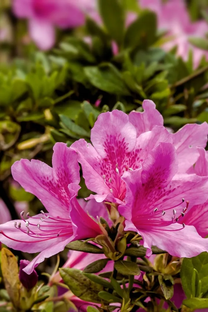 azaleas