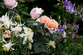 These 10 flowers will fill your garden with colour this spring