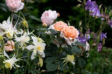 These 10 flowers will fill your garden with colour this spring