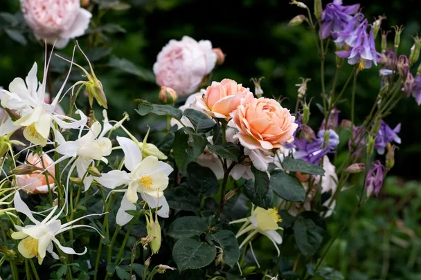 These 10 flowers will fill your garden with colour this spring