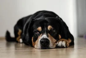 The first signs of a tick bite in dogs every pet owner should know