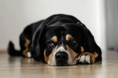 Vet’s urgent winter tick warning every pet owner needs to hear