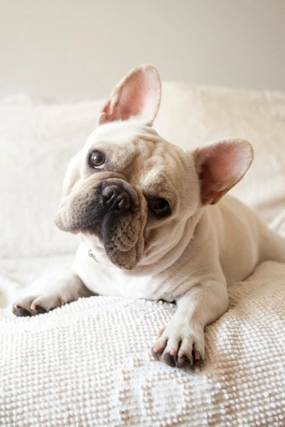 french-bulldog-on-bed