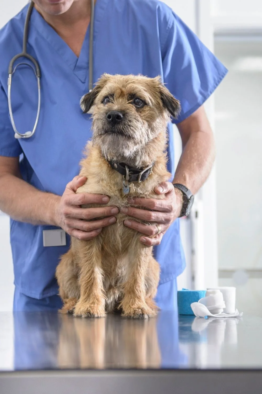 dog-at-vet