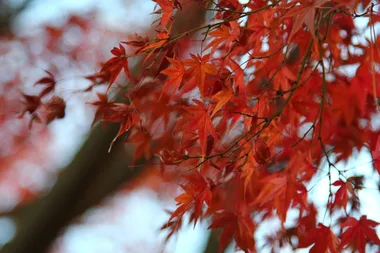How to plant or move deciduous trees
