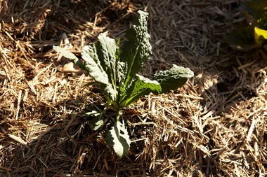 How to grow kale