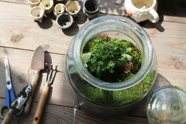 DIY glass terrariums