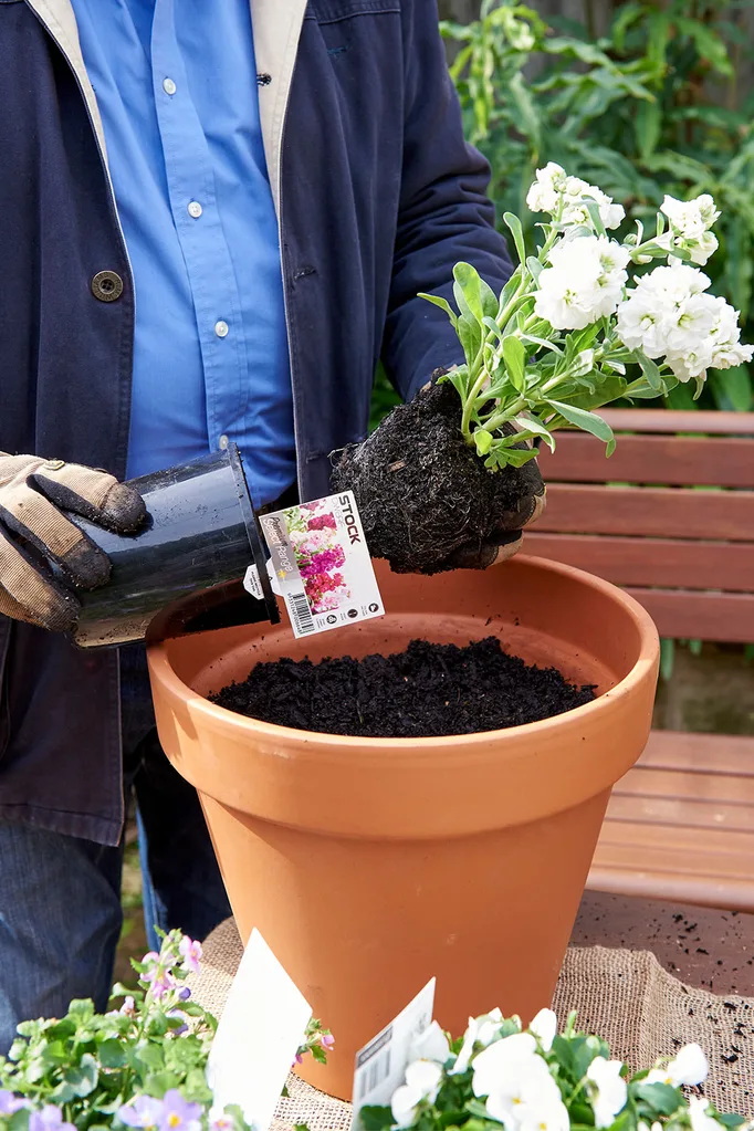 Planting flowers in a pot